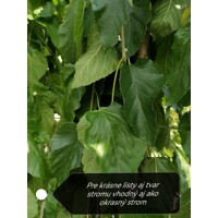Morus alba Pendula - Moruša previsnutá Co18L  8-10  - vysokokmeň