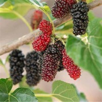 Morus alba Pendula - Moruša previsnutá Co18L  8-10  - vysokokmeň