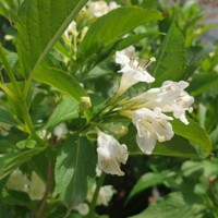 Vajgela kvetnatá - Weigela florida 'Bristol Snowflake' Co2,5L  20/30