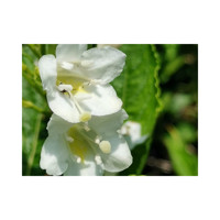 Vajgela kvetnatá - Weigela florida 'Bristol Snowflake' Co2,5L  20/30