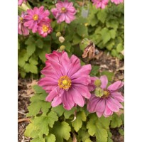 Anemone ´Fantasy Pocahontas´  Co15
