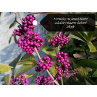 Krásnoplodka - Callicarpa bodinieri 'Profusion' Co3L 30/40