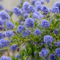 Ceanothus thyrsiflorus 'Repens' Co2L 20/30