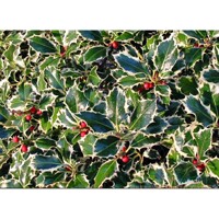 Ilex aquifolium myrtifolia ´Aureomaculata´ Co3L 40+