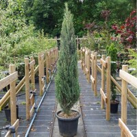 Borievka - Juniperus scopulorum ´Moonglow´ Co2L 40/60