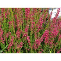 Vres obyčajný - Calluna vulgaris ´Merlyn´  P12