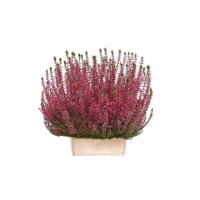 Vres obyčajný - Calluna vulgaris ´Merlyn´  P12