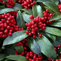 Skimmia japonica ‘Reevesiana’ Co13