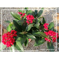 Skimmia japonica ‘Reevesiana’ Co13