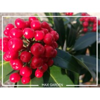 Skimmia japonica ‘Reevesiana’ Co13