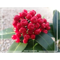 Skimmia japonica ‘Reevesiana’ Co13