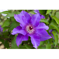 Plamienok - Clematis ´The President´ Co1L  30/40