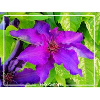 Plamienok - Clematis ´The President´ Co1L  30/40