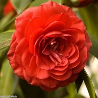 Kamélia Japonská  - Camellia japonica ´Lady Campbell´ Co2.5L  30/40