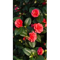 Kamélia Japonská  - Camellia japonica ´Lady Campbell´ Co2.5L  30/40
