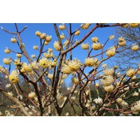Edgeworthia chrysantha ´Grandiflora´ 40/50 Co7L