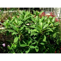 Edgeworthia chrysantha ´Grandiflora´ 40/50 Co7L