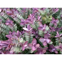 Hebe 'Red Edge' Co2L