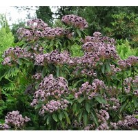 Kalmia latifolia ´Carousel´ 25/30 Co4L