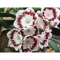 Kalmia latifolia ´Carousel´ 25/30 Co4L