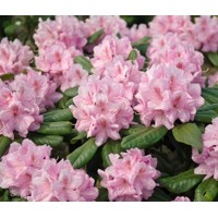 Rododendrón - Rhododendron ´Rocket´ Co3L 30/+