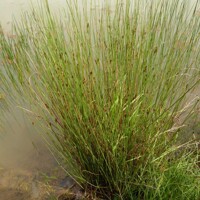 Sitina rozložitá - Juncus effusus Spiralis P12