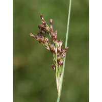 Sitina rozložitá - Juncus effusus Spiralis P12