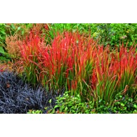 Imperata cylindrica Červený barón - Imperata cylindrica ´Red Baron´ P19