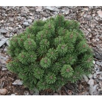 Borovica hladká  - Pinus strobus ´Nana´ Co9L  90/100