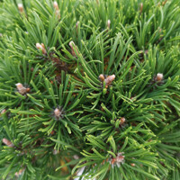 Borovica hladká  - Pinus strobus ´Nana´ Co9L  90/100