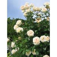 Ruža popínavá - biela - Rosa ´Mon Jardin et Ma Maison ´ Co10L 180/200