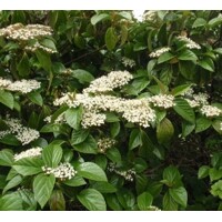 Kalina - Viburnum burkwoodii Co3L 30/40