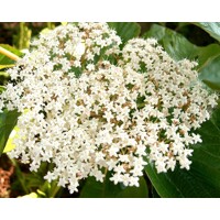 Kalina - Viburnum burkwoodii Co3L 30/40