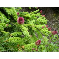 Smrek obyčajný - Picea abies ´Little gem´  Co2L 15/20