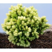 Smrek biely - Picea glauca ´Sanders Blue´ Co2L  20/30