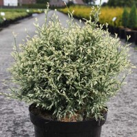 Cypruštek Lawsonov - Chamaecyparis lawsoniana ´Sunkist´ Co3L 20/30