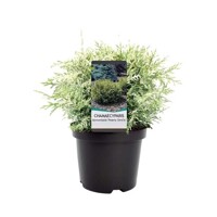 Cypruštek Lawsonov - Chamaecyparis lawsoniana ´Sunkist´ Co3L 20/30