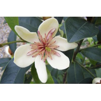 Magnolia laevifolia x figo ´White Caviar´ - 25/30cm