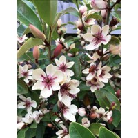 Magnolia laevifolia x figo ´White Caviar´ - 25/30cm