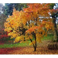 Javor dlaňolistý - Acer palmatum 'Orange Dream' K2,5 20/30