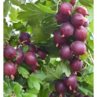 Egreš červený stromčekový - Ribes uva-crispa 'Severnyj Kapitan' KM60
