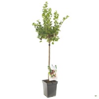 Egreš červený stromčekový - Ribes uva-crispa 'Severnyj Kapitan' KM60
