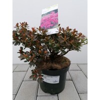 Azalka japonská - Azalea japonica 'ANOUK'  Co2,5L 20/30