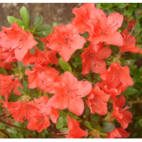 Azalka japonská - Azalea japonica  'Geisha Red' Co2.5L 20/30