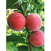 Broskyňa stredne neskorá ´Flamin´Fury´ – Obrie a sladké plody