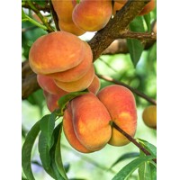 Broskyňa -  Prunus persica 'Redhaven' - stredne skorá
