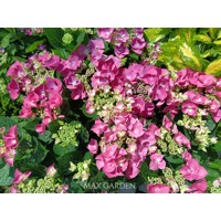 Hortenzia kalinolistá - Hydrangea macrophylla ´Rosita´  Veľkosť: 20-30 , K2,5