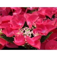 Hortenzia kalinolistá - Hydrangea macrophylla ´Rosita´  Veľkosť: 20-30 , K2,5