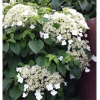 Hortenzia metlinatá - Hydrangea petiolaris Co2L 40+