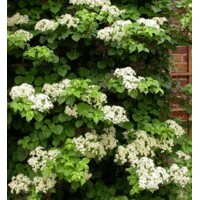 Hortenzia metlinatá - Hydrangea petiolaris Co2L 40+